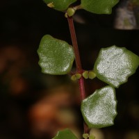 Coleus prostratus (Gürke) A.J.Paton